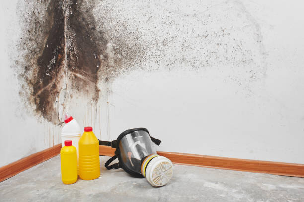 Best Black Mold Remediation in Legend Lake, WI