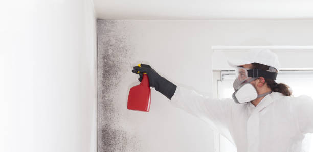 Best Attic Mold Remediation in Legend Lake, WI