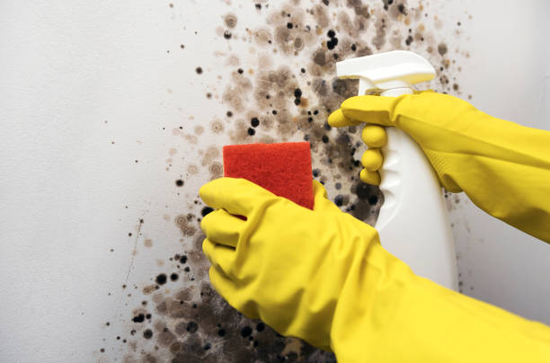 Best HVAC Mold Remediation in Legend Lake, WI