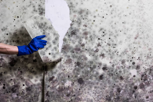 Best White Mold Remediation in Legend Lake, WI